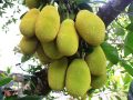 Mơ thấy quả mít là điềm báo gì, con số nào may mắn nhất