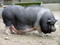 Ngủ mơ thấy lợn đánh con gì? Ý nghĩa giấc mơ