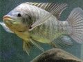 Mơ thấy cá rô có điềm báo gì? đánh số nào?