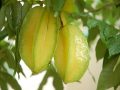 Mơ thấy cây khế mang điềm lành hay xấu?