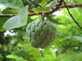 Mơ thấy quả na có điềm báo gì? đánh số nào?