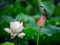 Mơ thấy hoa sen có điềm báo gì? đánh con số nào trúng?