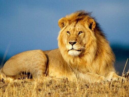 Nằm mơ thấy sư tử đánh lô đề con gì dễ trúng nhất