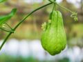 Chiêm bao mơ thấy quả su su đánh con gì? số mấy