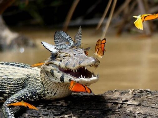 Ngủ mơ thấy cá sấu đánh con gì? Giải mã ý nghĩa giấc mộng
