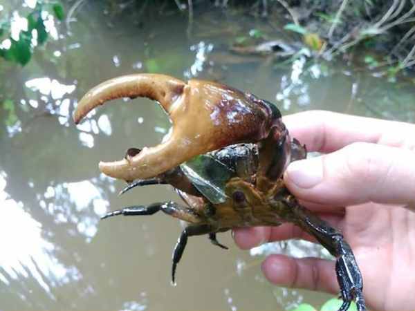 Nằm mơ thấy bắt cua đồng, cua biển có số gì phát lộc Nằm mơ thấy bắt cua đồng, cua biển có số gì phát lộc