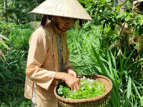 Chiêm bao thấy hái rau mồng tơi