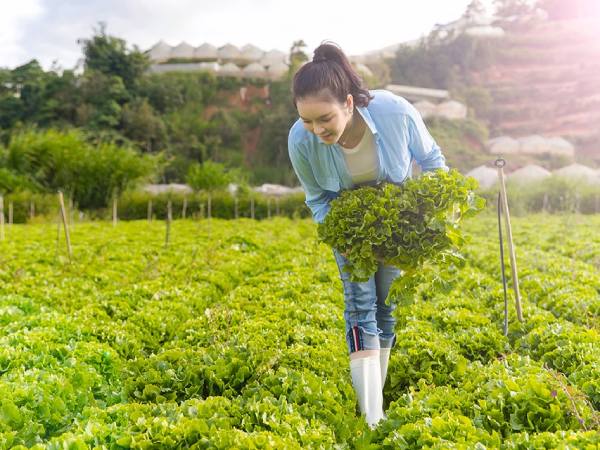 Luận giải nằm mơ thấy hái rau có ý nghĩa gì, số gì may?