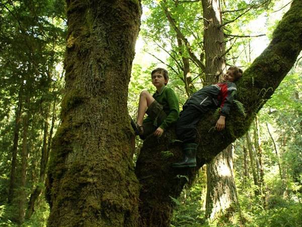 Nằm mơ thấy trèo cây là điềm gì, số mấy chuẩn xác?