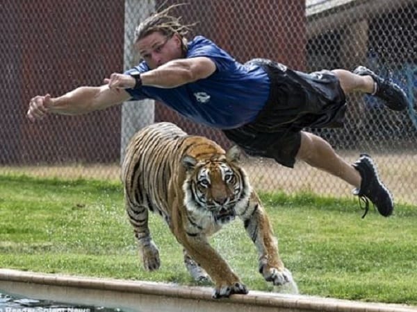 Nằm mơ thấy hổ đuổi nhưng cuối cùng trốn thoát